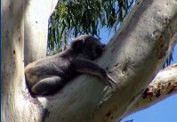 Dunbogan Caravan Park - Accommodation Port Macquarie 2