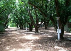 Daly River Mango Farm - Accommodation Port Macquarie 4