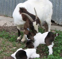 Redwing Shearer's Quarters - Accommodation Port Macquarie