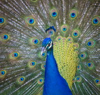 Willunga Peacock Farm Bed and Breakfast - Accommodation Port Macquarie