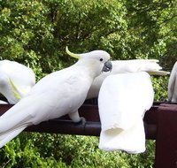 Lorikeet Lane BB - Accommodation Port Macquarie