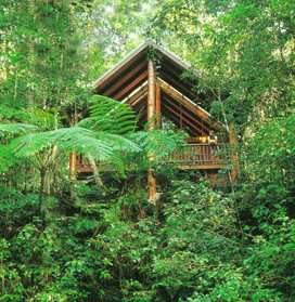 The Canopy Rainforest Tree Houses And Wildlife Sanctuary - Accommodation Port Macquarie 5