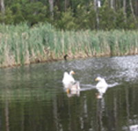 Summer Cottage - Accommodation Port Macquarie