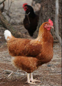 Elmore VIC Accommodation Port Macquarie