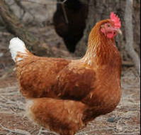 Avonmore Estate Biodynamic Winery - Accommodation Port Macquarie