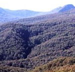Callicoma Hill Eco-Cabins - Accommodation Port Macquarie