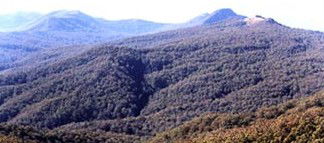 Callicoma Hill Eco-Cabins - Accommodation Port Macquarie 0
