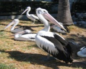 Laurieton NSW Accommodation Port Macquarie