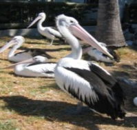Christmas Cove Caravan Park - Accommodation Port Macquarie