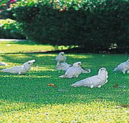 Aurora Kakadu - Accommodation Port Macquarie