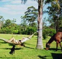 Neds Bed Horse O Tel - Accommodation Port Macquarie