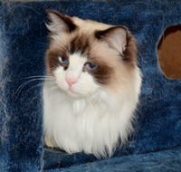 Crufts K9 Lodge amp Cat Hotel - Accommodation Port Macquarie