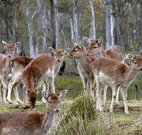 Lake Leake Chalet - Accommodation Port Macquarie