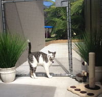 Caringbah Cat Hotel - Accommodation Port Macquarie
