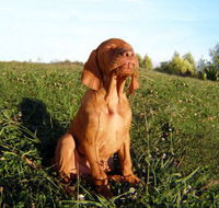 Wingham Pet Motel - Accommodation Port Macquarie