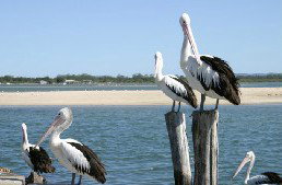 Tuncurry Sunset Motel - Accommodation Port Macquarie 3