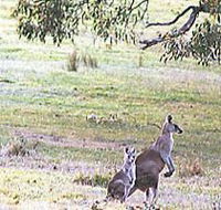 Kangaroo Ridge Retreat - Accommodation Port Macquarie