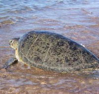 Mackerel Islands - Accommodation Port Macquarie