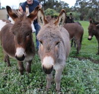 Donkey Tales Farm Cottages - Accommodation Port Macquarie