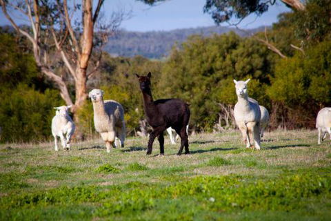 Coastal View Cabins - Accommodation Port Macquarie 5