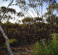 Lions Dryandra Woodlands Village - Accommodation Port Macquarie