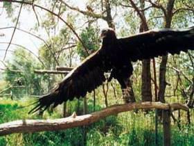 Curlew Hill Sanctuary - Accommodation Port Macquarie 0