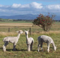 Promhills Cabins - Accommodation Port Macquarie