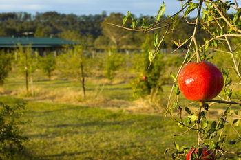 Talga Estate - Accommodation Port Macquarie 25