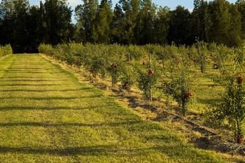 Talga Estate - Accommodation Port Macquarie 45