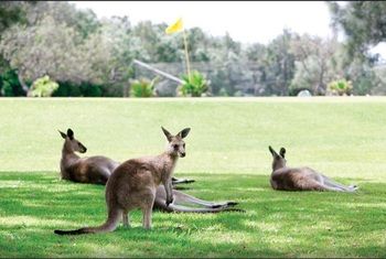 Darlington Beach Resort & Holiday Park - Accommodation Port Macquarie 67