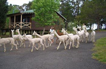 Madison's Mountain Retreat - Accommodation Port Macquarie 6