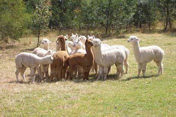 Madison's Mountain Retreat - Accommodation Port Macquarie 7