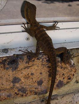 Madison's Mountain Retreat - Accommodation Port Macquarie 9