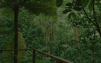 Kondalilla Eco Resort - Accommodation Port Macquarie 7