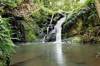 Kondalilla Eco Resort - Accommodation Port Macquarie 63