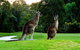 Noosa Springs Golf Resort & Spa - thumb 12