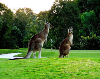 Noosa Springs Golf Resort & Spa - Accommodation Port Macquarie 12