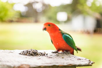 Federation Gardens & Possums Hideaway - Accommodation Port Macquarie 24