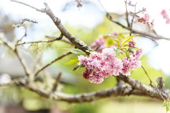 Federation Gardens & Possums Hideaway - Accommodation Port Macquarie 25