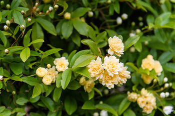 Federation Gardens & Possums Hideaway - Accommodation Port Macquarie 26