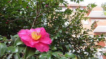 Waldorf Hornsby Residential Apartments - Accommodation Port Macquarie 4