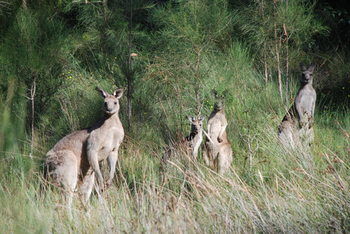 Worrowing At Jervis Bay - Accommodation Port Macquarie 51