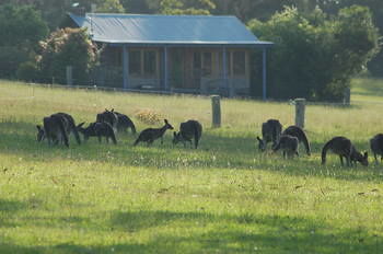 Worrowing At Jervis Bay - Accommodation Port Macquarie 62