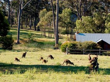 Worrowing At Jervis Bay - Accommodation Port Macquarie 101