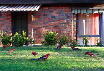 Crimson Villa - Accommodation Port Macquarie 0