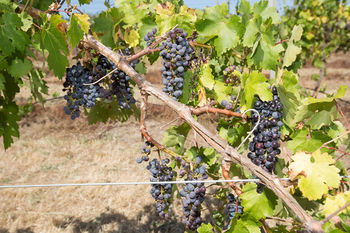De'Vine Escape - Accommodation Port Macquarie 13