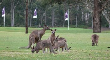 Riverside Oaks Golf Resort - Accommodation Port Macquarie 8