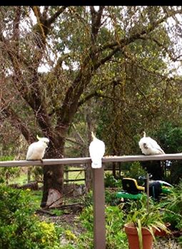Australian Home Away @ Wonga Park Brushy Creek - Accommodation Port Macquarie 0