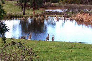 Australian Home Away @ Wonga Park Brushy Creek - Accommodation Port Macquarie 8