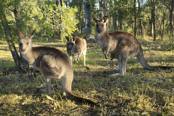 Eagleview Resort - Accommodation Port Macquarie 42